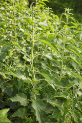 Nettle plant/Fresh medical plant bush. Natural background. Herb garden.