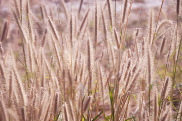 field of grass during sunset