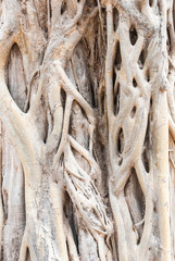 The roots of big trees in Asia