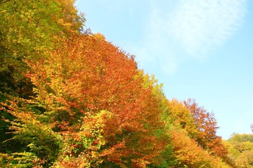 Colorful fall trees