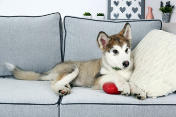 Cute Alaskan Malamute puppy on sofa, close up