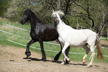 Obraz na płótnie Canvas White andalusian horse with black friesian horse