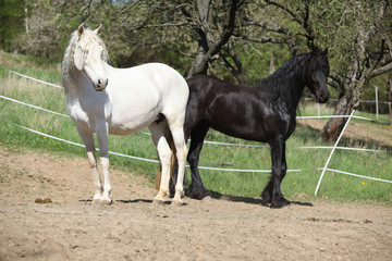 White andalusian horse with black friesian horse