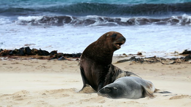 New zealand sea lions mating dance on the shore