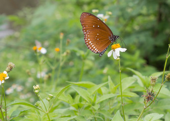 Obraz na płótnie Canvas butterfly resting on flower