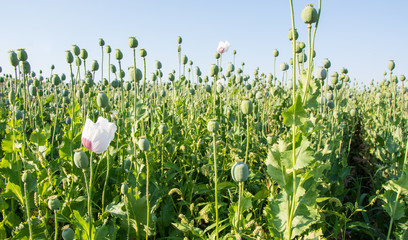 Poppy seed plants