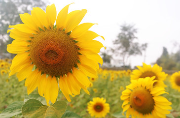 Sunflower over cloudy blue sky