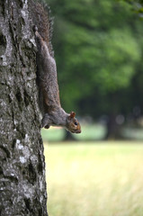 Squirrel in Phoenix Park in Dublin