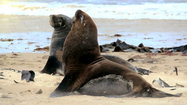 New zealand sea lions mating dance on the shore