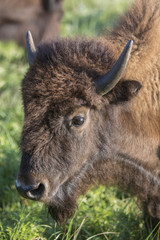 Fototapeta premium head of American bison cow