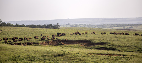 American bison herd on the move; Maxwell Wildlife Preserve, Kansas