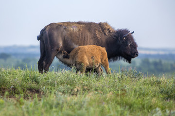 American bison cow with suckling calf; Maxwell Wildlife Preserve, Kansas