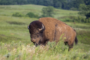 American bison bull climbing hill; Maxwell Wildlife Preserve, Kansas