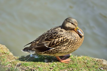 マガモの雌