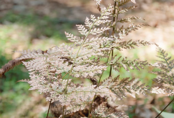 brown leaves of fern in summer on the hill