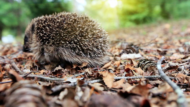Hedgehog looks at the camera on a forest litter