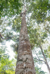 Pine forest.Thailand