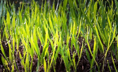young spring fern leaves on green background in wet forest - ret