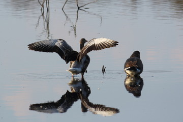 Gans im Moorsee © Maren Konitzer