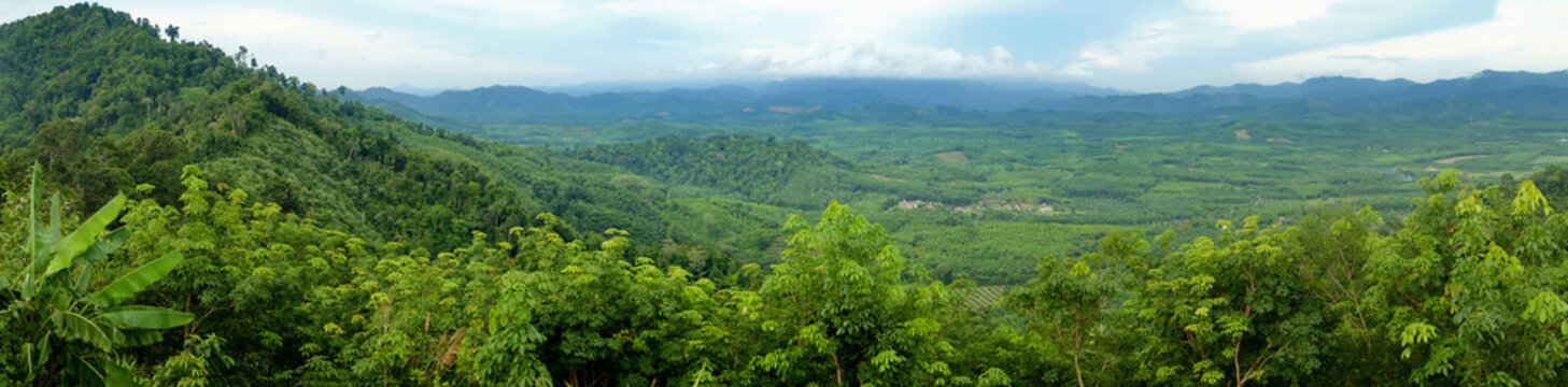 Fototapeta tropical forest