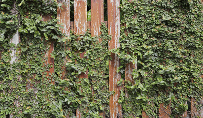 Red fence with green ivy