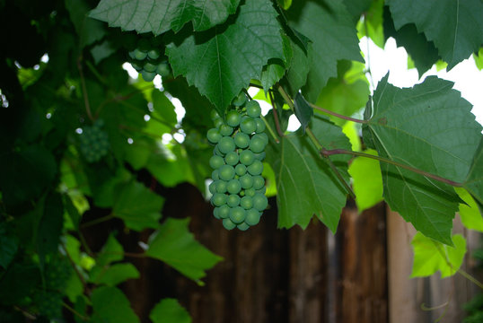 winogrono