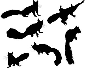 six black squirrels on white