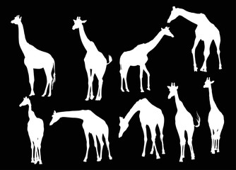 nine giraffe silhouettes isolated on black