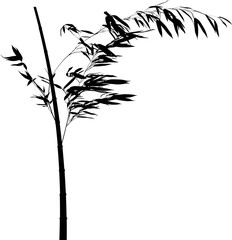 black bamboo leaves on stem