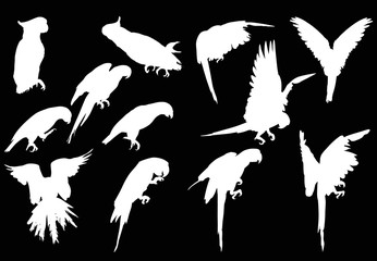 twelve white macaw silhouettes collection © Alexander Potapov