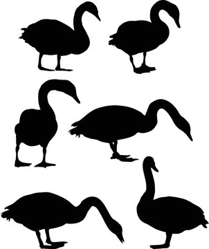 six black isolated swans