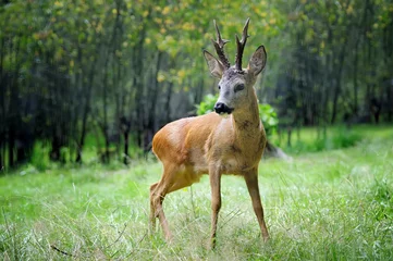 Printed kitchen splashbacks Roe Young deer in summer forest