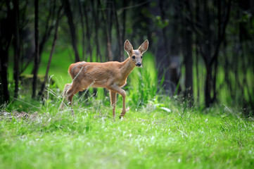 Young deer in summer forest