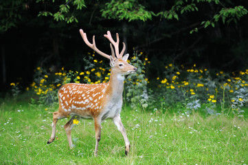 Naklejka na ściany i meble Whitetail Deer standing in summer wood