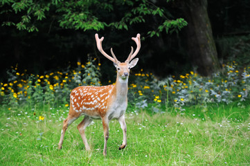 Naklejka na ściany i meble Whitetail Deer standing in summer wood