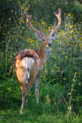 Whitetail Deer standing in summer wood