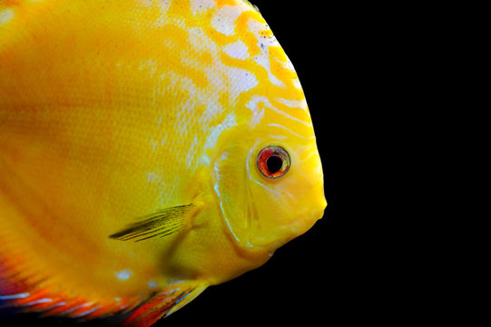 Close-up yellow fish