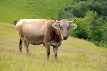 Cow on mountain pasture