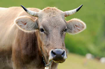 Naklejka premium Cow on mountain pasture