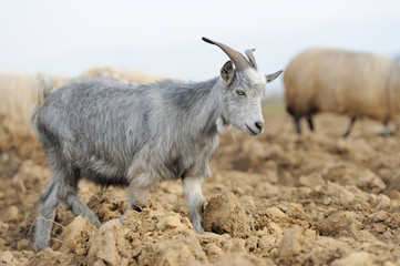 Goat in mountain. Autumn season