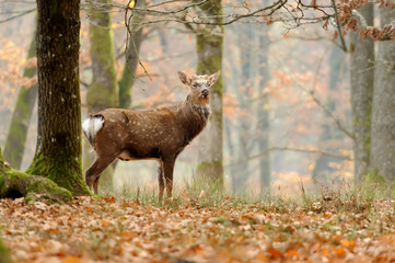 Whitetail Deer standing in autumn day