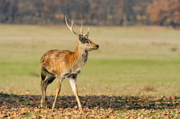 Naklejka na ściany i meble Whitetail Deer standing in autumn day