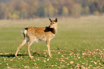 Whitetail Deer standing in autumn day