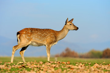 Whitetail Deer standing in autumn day