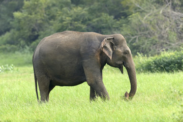 Fototapeta premium Elephants