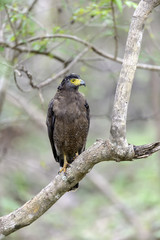 Crested Serpent Eagle