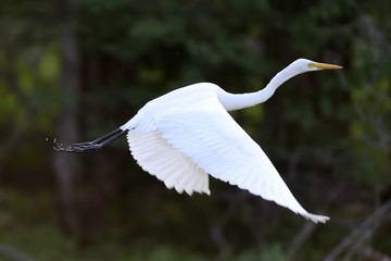 White egret