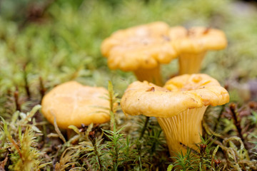 Three chantarelles in moss