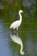 Naklejka premium White egret