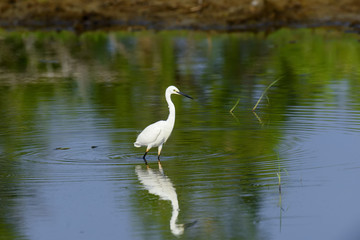 White egret